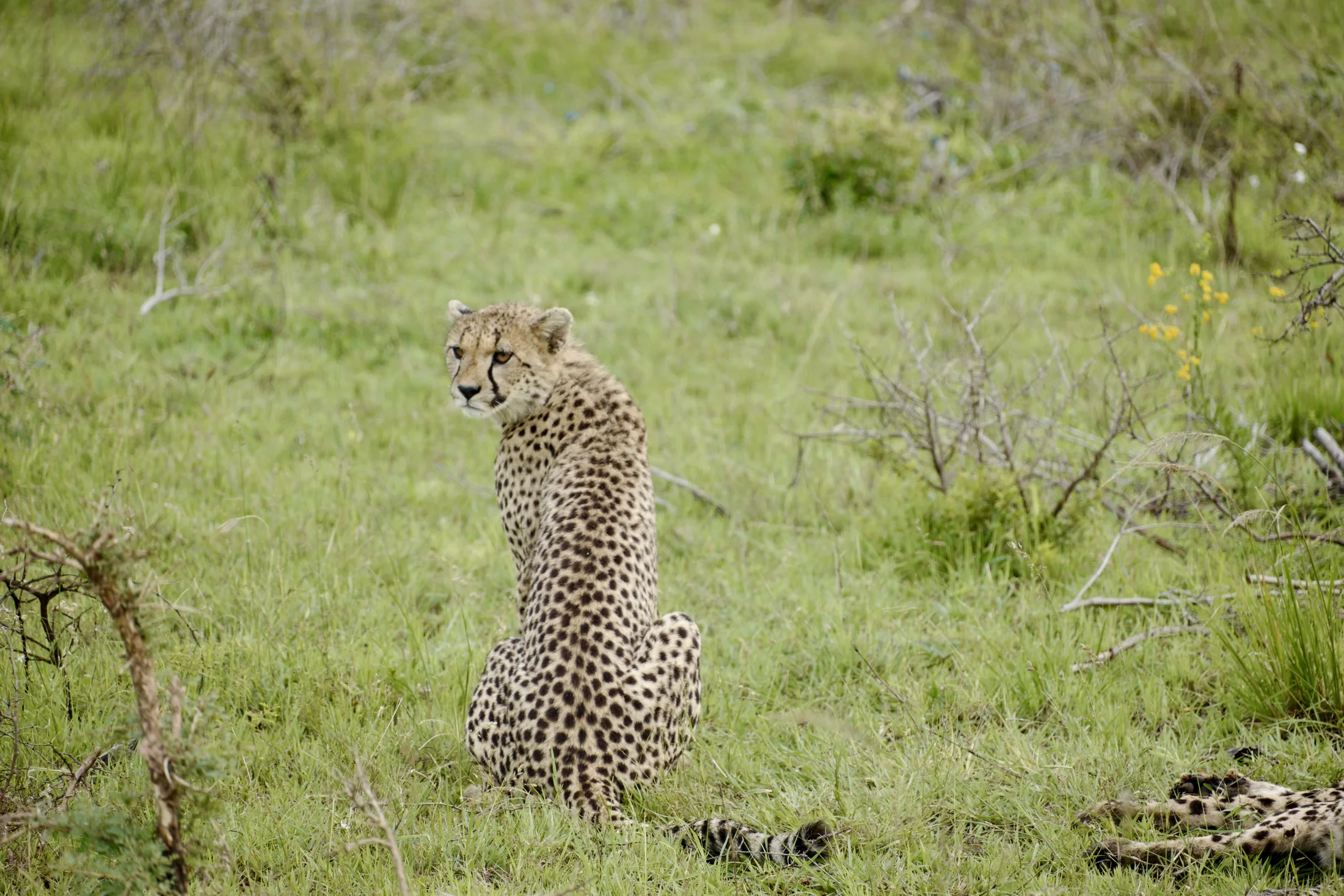 A cheetah sitting in the grass and looking back